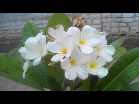 Beautiful Plumeria//Champa Flowers