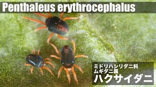 ハクサイダニ (Penthaleus erythrocephalus) を探そう
