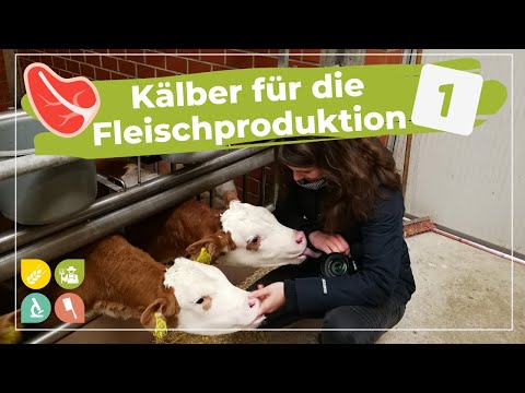 Beim Landwirt im Stall | männliche Kälber für die Fleischproduktion