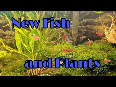 New Fish and Plants for Reapers 55gal