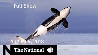 The National for August 9, 2018  — Sick Orca, Saudi Dispute, Driving Higher