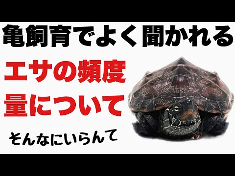 ミズトラガメは何を食べるの?