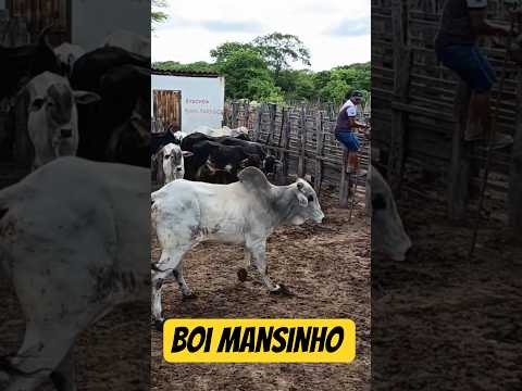 Boi mansinho de Quixaba-PE