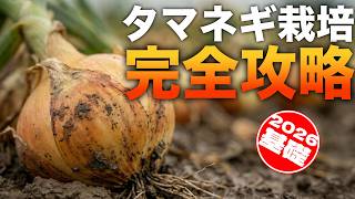 [Illustrated] Onion cultivation summary [Early to mid-late] What you need to know if you are grow...