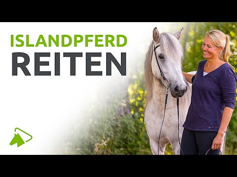 Riding Icelandic horses: The basic course | wehorse