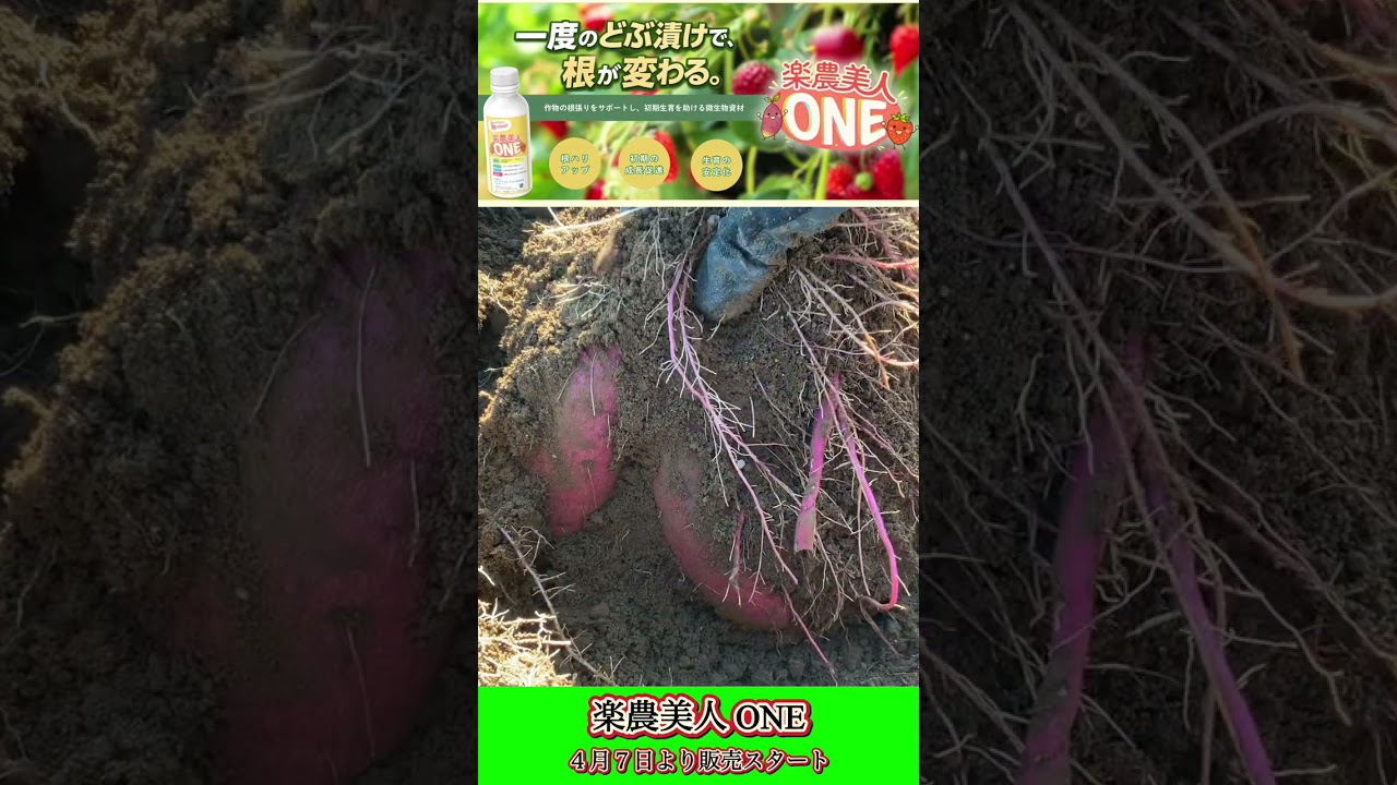簡単な作業でお芋が変わる！　サツマイモの能力を高める資材が新発売されます。 #農業 #再生栽培 #家庭菜園♯楽農美人one♯サツマイモ♯苗