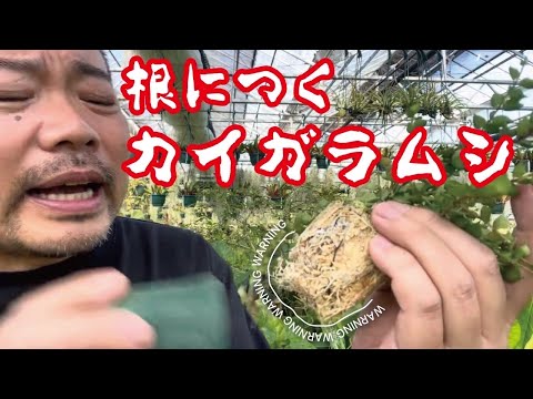 キョウチクトウのカイガラムシ: 本当に役立つものは何ですか? 植物