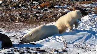 PBI - Polar Bear Season Highlights!