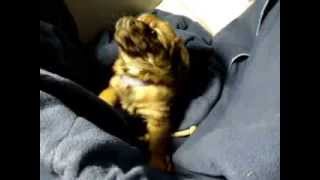 Download lagu Eeewok 1 mp3 Download lagu Eeewok 1 mp3