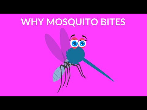 Why Mosquito Bites | Facts and Tips | Cartoon Video