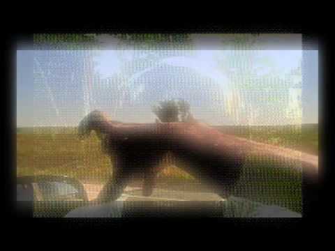 Raashan Ahmad-Peace (Presto REMIX)