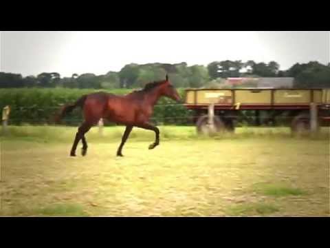 Cat. 4 Doitlike a Porsche (Broad Bahn a.d. Jaqueline As) / www.grandprixsale.com