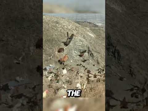 Methods for Improving Chicken Quality #statisfying #food #farming #agriculture #countrylife #facts