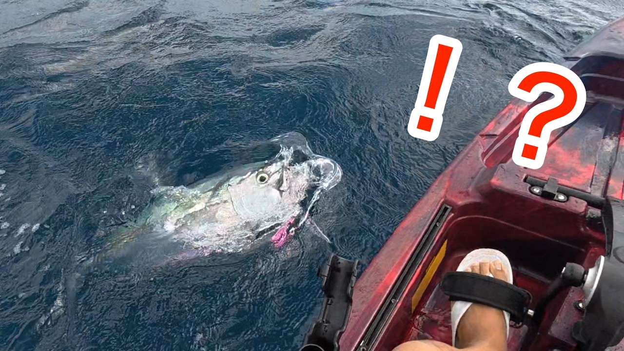 カヤックでしか行けない海、魚がバグってた