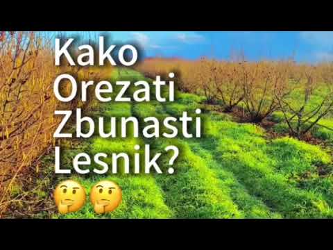Kako Orezati Zbunasti Lesnik?