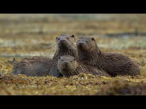 Donald Shaw - Wild Heart (From Scotland's Wild Heart)