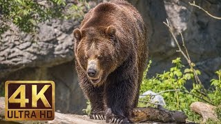 4K Ultra HD Video of Wild Animals - 1 HR 4K Wildli