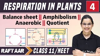 Respiration in Plants 04 || Balance Sheet || Amphibolism || Anaerobic || Quotient || Class 11/NEET