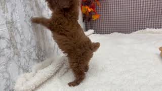 タイニープードルの動画01