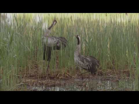 Sielmanns heimische Tiere - Der Kranich