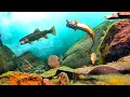 Underwater Trout Strikes On Flies How To Catch Trout And Choose The Right Fly