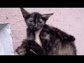 Mother Cat Hisses At Her Kitten