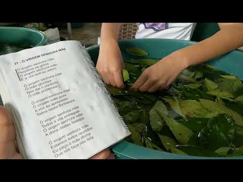 Maria Damião, 31 "Ó Virgem senhora Mãe" | Lavagem folhas Feitio Daime