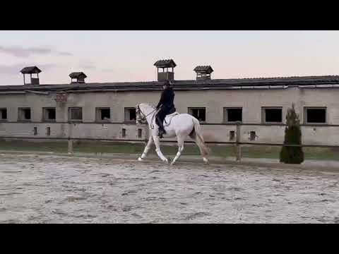 "Lilly" DR v. FS Numero Uno 2019 * Palomino Mare