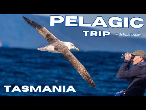 Pelagic Trip - Tasmania - Australia