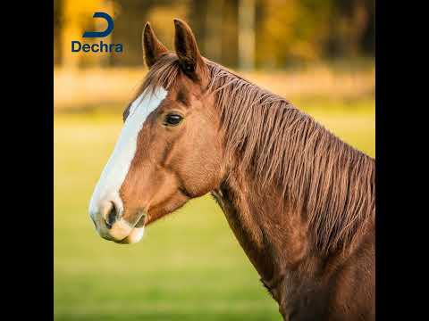 Equine Fluid Therapy