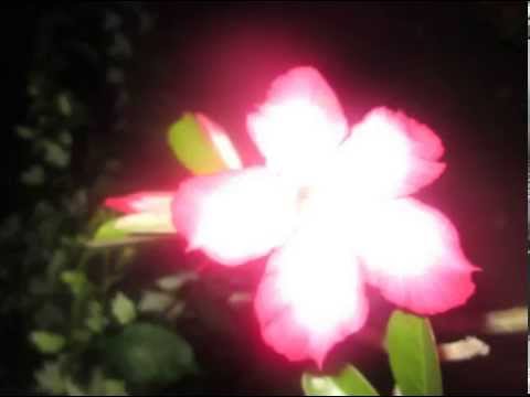 Fai Tohi Atu !! MATAOTAMA 2014