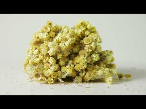 Бессмертник