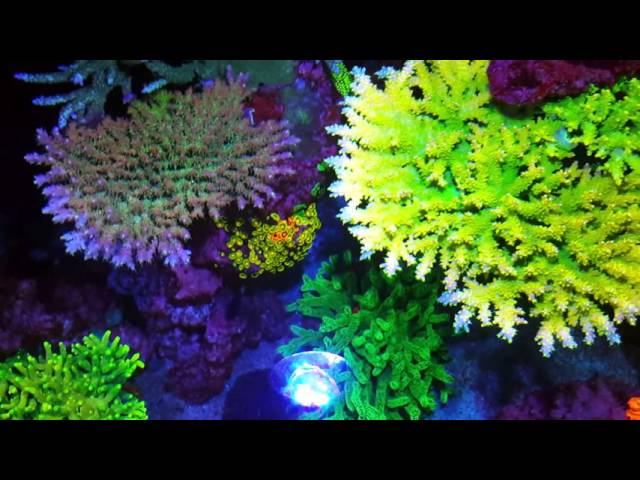Marine Gardens 5ft Reef Tank - 01 April 2016