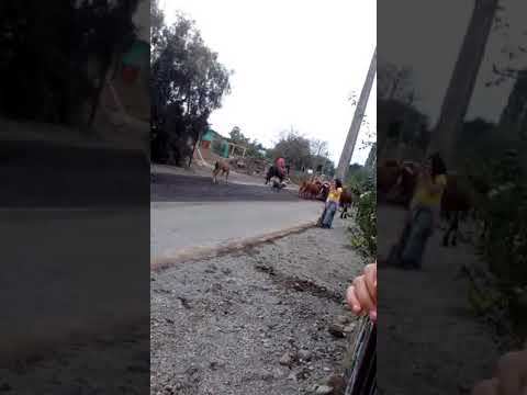 (VIDEO) Esto sólo pasa en Linares: piño de animales deteriora camino recién asfaltado