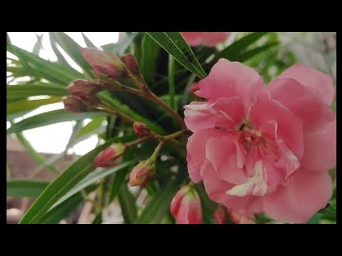 most beautiful oliender plant in umama's garden