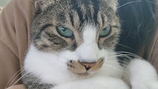 다묘가정에서의 대장 고양이는 어쩐지 하루가 고단하다