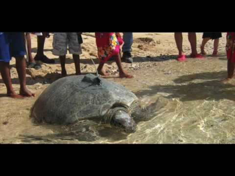 Dugong and marine turtle project