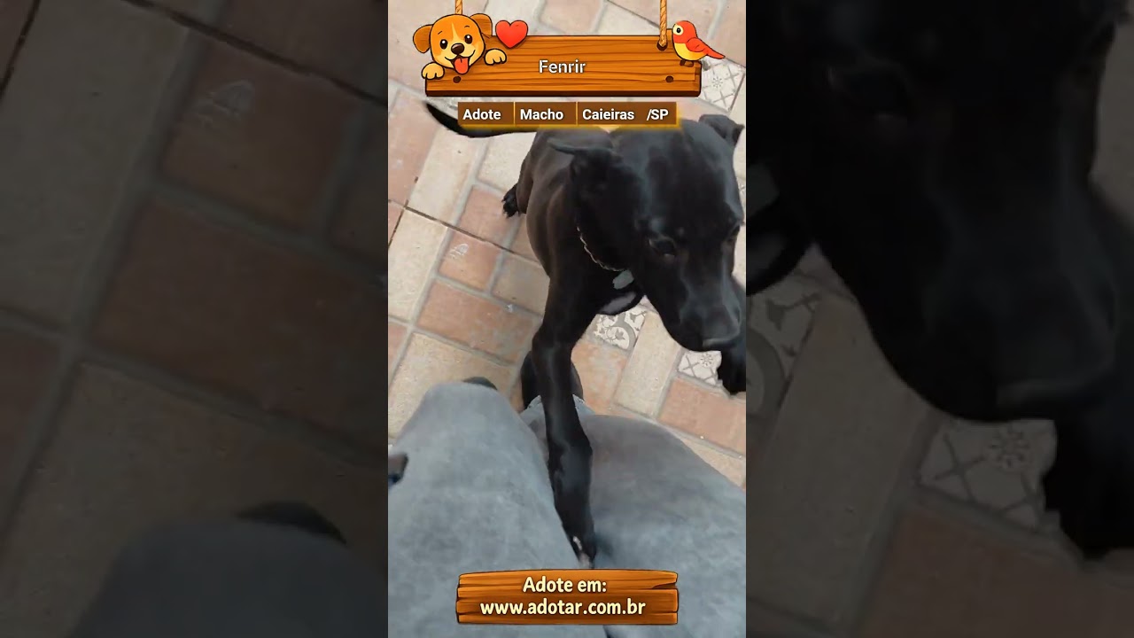 Cachorro raça SRD-ViraLata idade 2 a 6 meses nome Fenrir