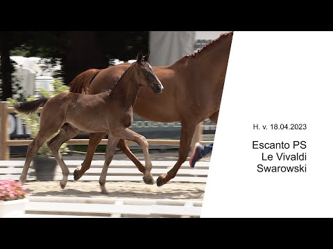 Hf v Escanto PS x Le Vivaldi x Swarowski 2023