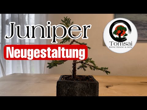 Wacholder Juniperus „Neugestaltung“ Bonsai 70/22