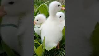 #viral #duck ❤️
