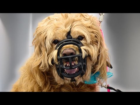 One of the most aggressive dogs I've ever worked on... | Goldendoodle