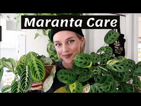 Maranta Plant Care + Propagation 🌿