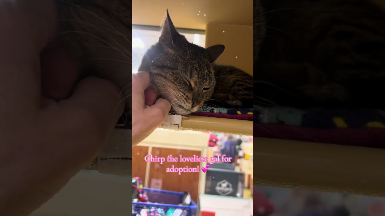 Chirp, a Adoptable Domestic Short Hair in Greenburgh, NY video 5/6