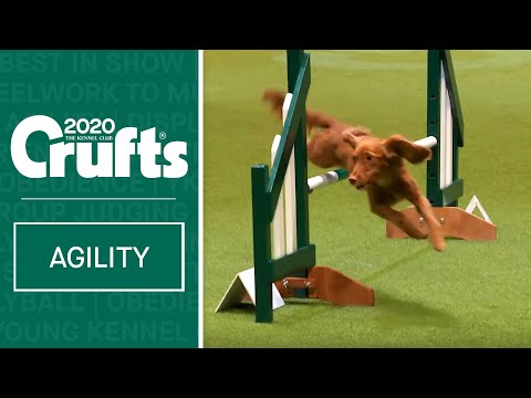 Video – Dog Agility: the largest show of its kind in the world