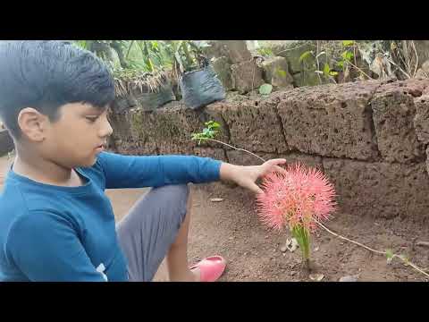 May flower # globe flower