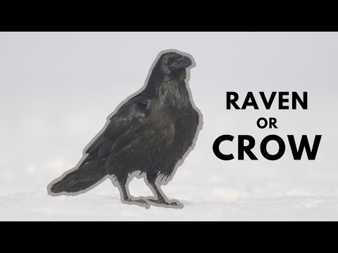 Crow vs raven. Jackdaw vs rook. Differences between ... - YouTube
