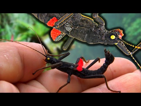 Strašilka čierna (Peruphasma schultei) — black beauty stick insect, predstavenie druhu a správanie