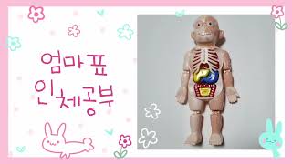 엄마표/과학/인체학습/인체놀이/집콕놀이/몬테소리/해부학/인체공부/놀이학습/알리 익스프레스 추천