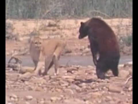 Cougar vs Black Bear - Female Cougar protects Cubs